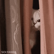 a cat peeking out from behind a curtain with the word solyanka written below it