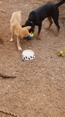 Dogs Playing Balls Play Time GIF - Dogs Playing Balls Play Time GIFs