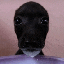 a black puppy is drinking milk from a purple bowl