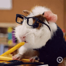 Scoala GIF - Hamster Study GIFs