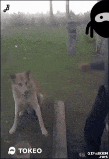 a dog standing next to a person with a tokeo logo on it