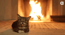 Cat Kitten GIF - Cat Kitten Fireplace GIFs