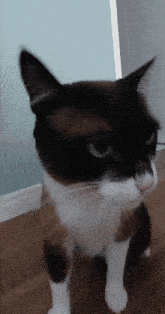 Charlie Silly GIF - Charlie Silly Cat GIFs
