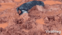 Playing In The Mud Dog GIF - Playing In The Mud Dog Viralhog GIFs