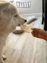 Shiba Inu Doge GIF - Shiba Inu Doge GIFs