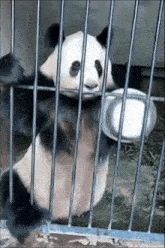 a panda bear is behind bars holding a plate