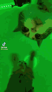 Cat Vibes GIF - Cat Vibes GIFs