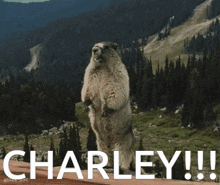 a marmot is standing on its hind legs in front of a mountain and the word charley is on the ground