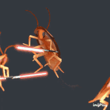 Cockroach Lightsaber GIF - Cockroach Lightsaber Starwars GIFs