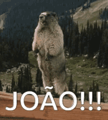 Joao João GIF - Joao João Marmot GIFs
