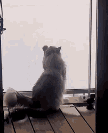 Cat Limi GIF - Cat Limi Window Washer GIFs