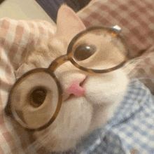 a close up of a cat wearing glasses and a shirt .