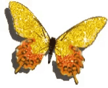 butterfly yellow orange yellow orange butterfly glittery
