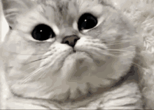 Cat Cat Face GIF - Cat Cat Face Cats GIFs