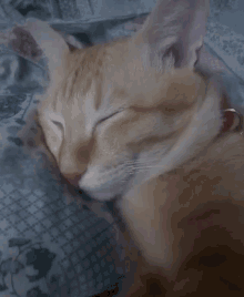 Cat Sleeping GIF - Cat Sleeping Rest GIFs