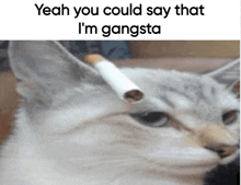 Gangsta Cat GIF - Gangsta Cat Cig GIFs