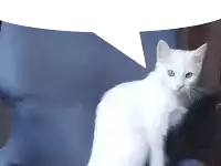 a white cat sitting in a chair with a speech bubble above it
