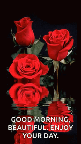 good morning beautiful roses