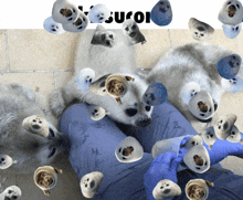a bunch of seals are laying on a person 's lap with the word " euror " on the bottom