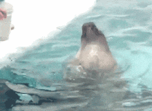 Seal Seal Spin GIF - Seal Seal Spin GIFs