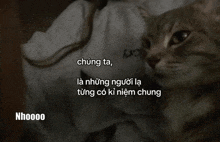 a cat is looking at the camera with a foreign language caption above it that says nhoooo