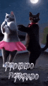 two cats are dancing in front of a full moon and the words probido figparado are on the bottom