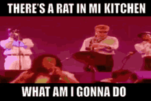 ub40 rat in mi kitchen what am i gonna do rats mouse