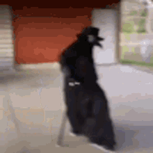 GIF