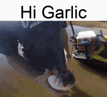 Garlic GIF - Garlic GIFs