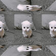 Ewpert Cat GIF