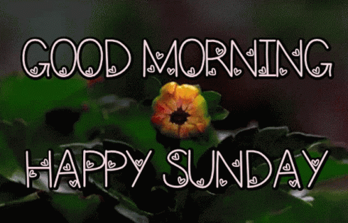 Good Morning Happy Sunday GIF - Good Morning Happy Sunday Sunday - Discover  & Share GIFs