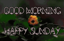 Good Morning Happy Sunday GIF - Good Morning Happy Sunday Sunday GIFs