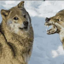 Wolf Shibe Stare GIF - Wolf Shibe Stare GIFs