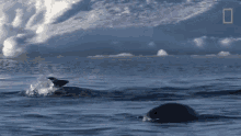 Swimming National Geographic GIF - Swimming National Geographic Adelie Penguin Numbers Have Marched Upward GIFs