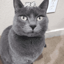 Candice Cat GIF