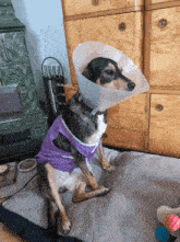 a dog wearing a purple shirt and a plastic cone around its head