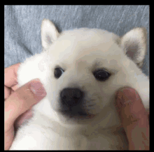 Puppy Puppies GIF - Puppy Puppies Cute GIFs