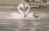 two swans making a heart shape with their necks in the water