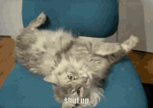 Cat Shut Up GIF - Cat Shut Up Slap GIFs