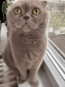 Kyleaskót Scottish Fold GIF - Kyleaskót Scottish Fold Scottish Fold Cat GIFs