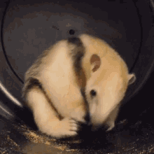 a small animal is laying down in a black bucket