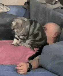Cat Massaging GIF - Cat Massaging GIFs