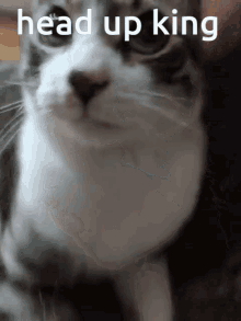Cat Meme GIF - Cat Meme Cat Meme GIFs