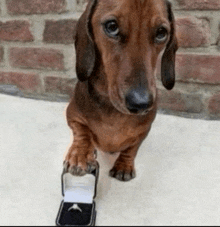 a dachshund standing next to a box with a wedding ring in it