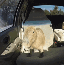 Capybara Ok I Pull Up GIF - Capybara Ok I Pull Up Coconut Dog GIFs