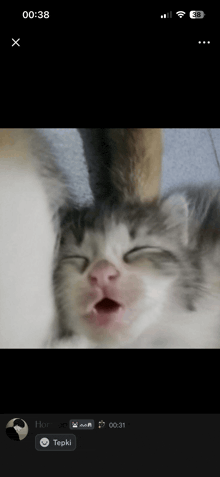 a phone screen shows a picture of a kitten with the time 00:38