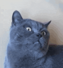 Interested Cat Excited Cat GIF - Interested Cat Excited Cat Katumbas GIFs