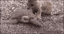 Funny Animals Seal GIF - Funny Animals Seal Turtle GIFs