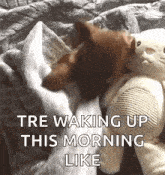 a dog laying on a bed with a teddy bear and the words " tre waking up this morning like " on the bottom