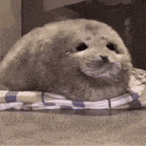 a seal is laying on a striped blanket and looking at the camera .